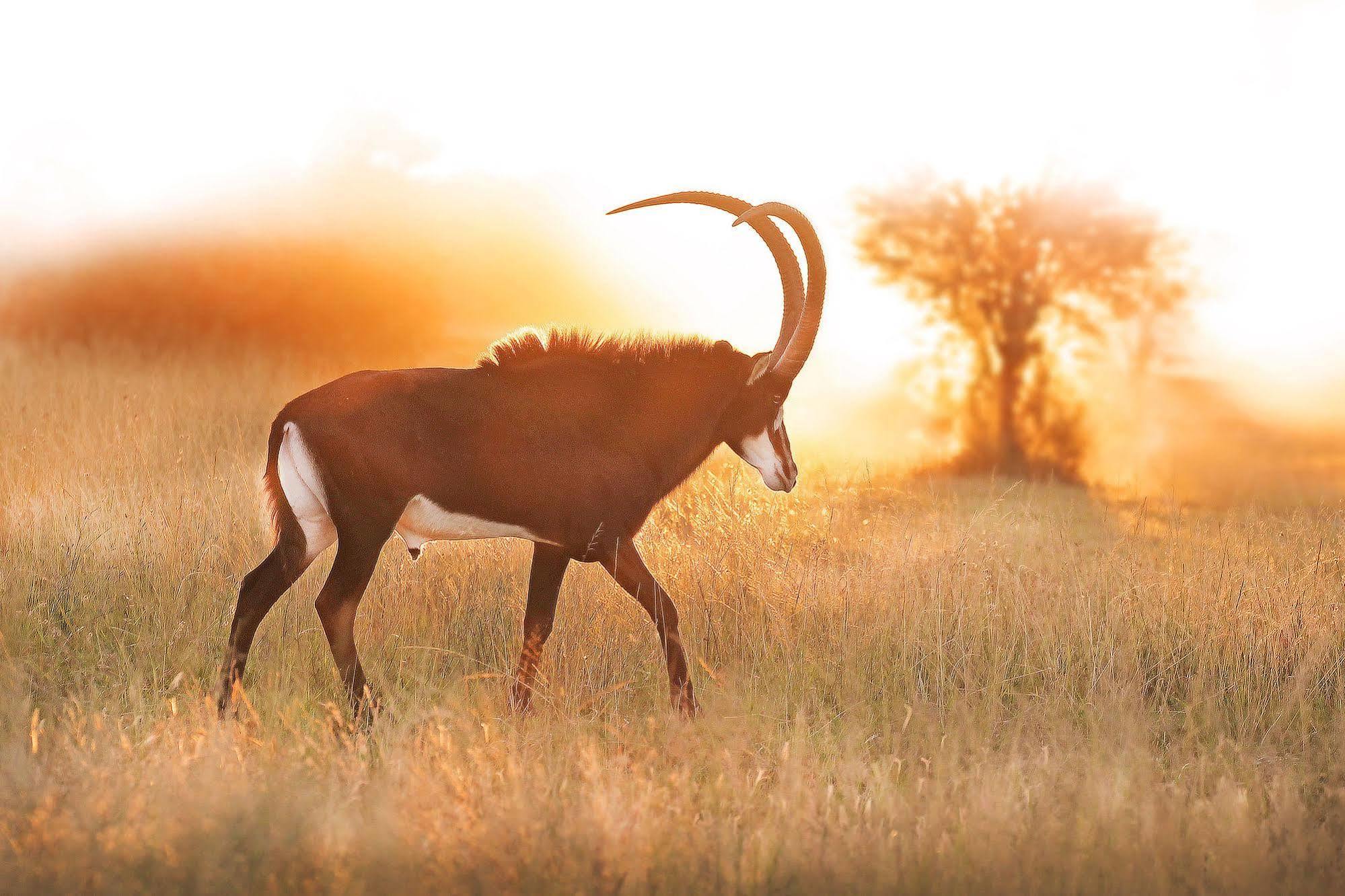 Bona Bona Game Lodge Wolmaransstad Экстерьер фото