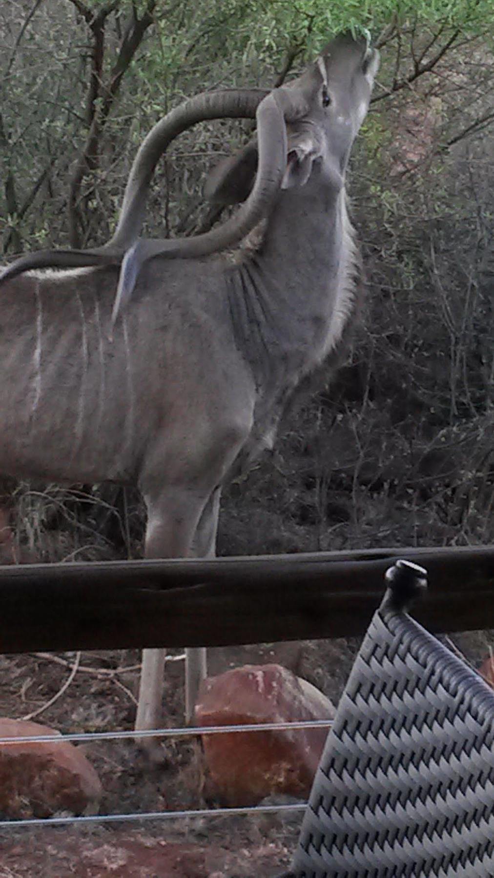 Bona Bona Game Lodge Wolmaransstad Экстерьер фото