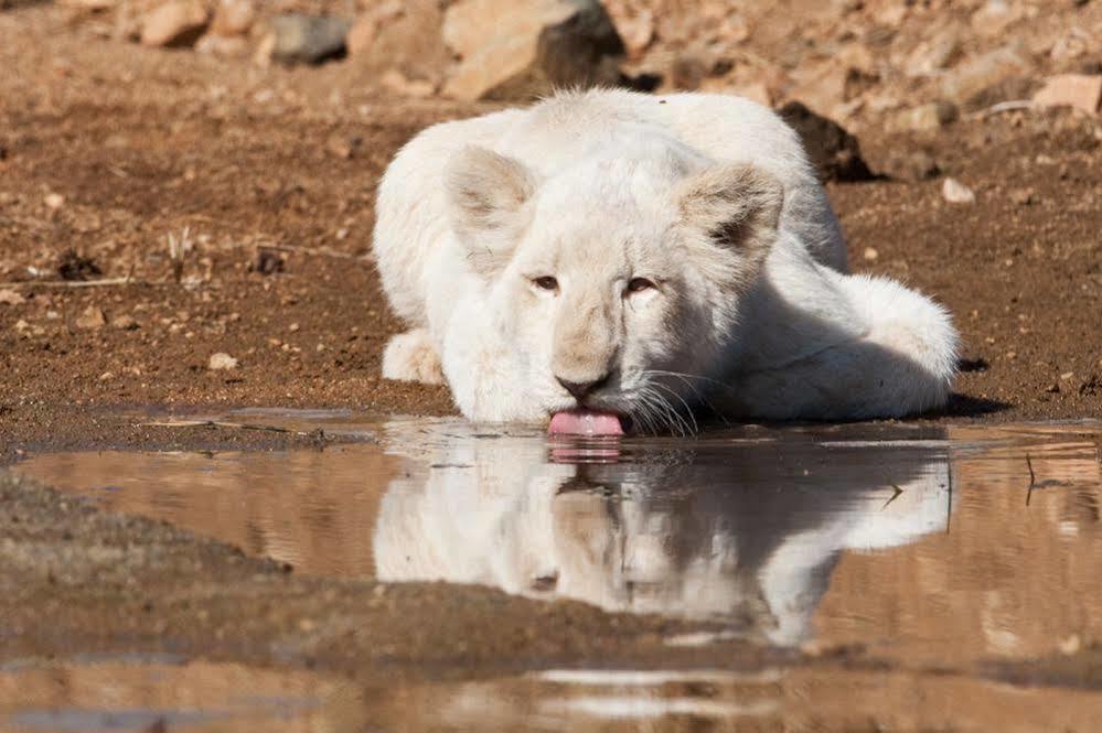 Bona Bona Game Lodge Wolmaransstad Экстерьер фото